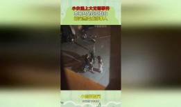 大无语吃瓜事件