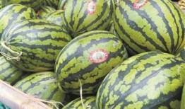 吃跳跳瓜,舌尖上的奇妙之旅