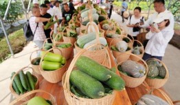 天河吃瓜群众,揭秘网络热议背后的真相与笑料