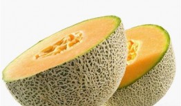 河狸吃哈密瓜,自然界的和谐共生