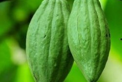 孕妇吃拂手瓜