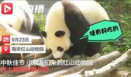 熊猫吃蜜瓜视频