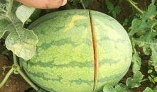 烂瓜吃没了,烂瓜吃没了的智慧启示