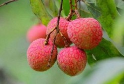 吃哈密瓜可以吃李子吗,夏季水果搭配新主张