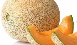 河狸吃哈密瓜,自然界的和谐共生