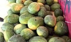 邹城体育公园吃瓜,夏日吃瓜盛事，欢乐共享时光