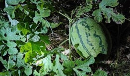 烂瓜吃没了,烂瓜吃没了的智慧启示