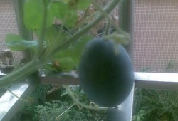 阳台哥吃瓜,揭秘娱乐圈幕后故事