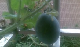 阳台哥吃瓜,揭秘娱乐圈幕后故事