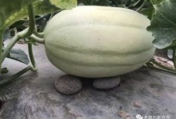 去找瓜吃