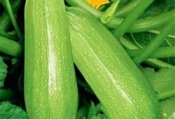 吃瓜会引起痛风吗,揭秘吃瓜与痛风之间的微妙关系