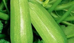 吃瓜会引起痛风吗,揭秘吃瓜与痛风之间的微妙关系