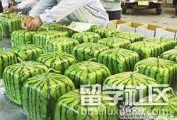 外国留学吃瓜