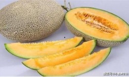 河狸吃哈密瓜,自然界的和谐共生