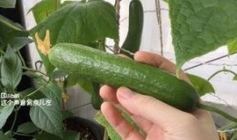 阳台哥吃瓜,揭秘娱乐圈幕后故事