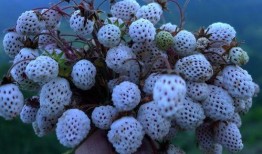 甘肃成县吃瓜,瓜果飘香，品味田园生活