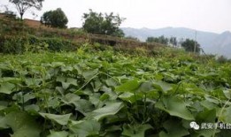 佛系吃瓜 青藤,青藤下的心灵漫步