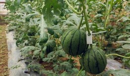 吃瓜51是什么,网络热词背后的文化现象