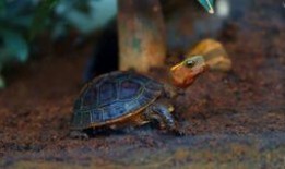 乌龟吃瓜怎么吃最快