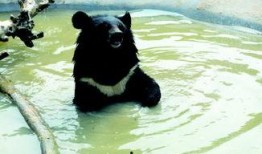 吃瓜狗熊,揭秘森林中的“网红”美食家