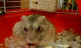 道具仓鼠吃瓜了,道具仓鼠的欢乐时光