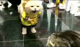 吃瓜遇见猫,温馨瞬间定格