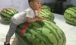 大新吃瓜事件,揭秘网络舆论背后的真相与反思