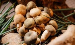 南北吃瓜视频,一网打尽各地特色美食