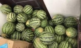 校园吃瓜群免费,揭秘校园生活那些事儿