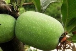 吃瓜小雨海棠,揭秘瓜界新宠儿的魅力人生