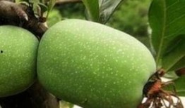 吃瓜小雨海棠,揭秘瓜界新宠儿的魅力人生