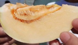 吃瓜的小白,揭秘网络热议背后的真相