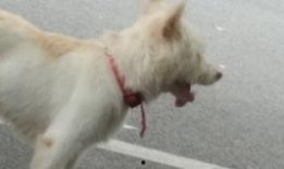 狗头萝莉吃瓜群,揭秘网络社交圈的趣味与争议