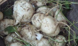 土瓜能怎么吃,探索土瓜的多样美味烹饪法