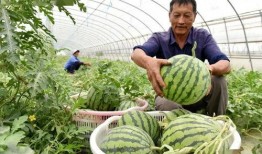 巢湖吃瓜,一场别开生面的吃瓜盛宴