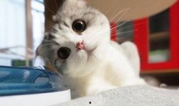 猫咪吃瓜眼神图片高清,高清萌态引网友热议