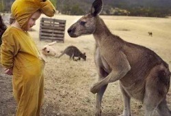 袋鼠吃瓜表情,萌态可掬的动物瞬间