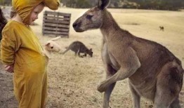 袋鼠吃瓜表情,萌态可掬的动物瞬间