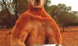 袋鼠吃瓜表情,萌态可掬的动物瞬间