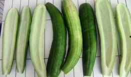 什么瓜可以做瓜条吃,揭秘哪些瓜能变身美味瓜条