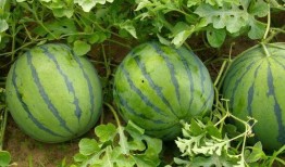 吃瓜的征兆,揭秘吃瓜征兆背后的秘密