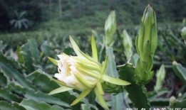 吃瓜霸王花剧情,揭秘娱乐圈的瓜田传奇