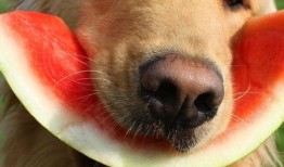 吃瓜吃到自家狗子身上,一场意外的家庭喜剧