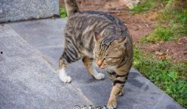 吃瓜吃到猫咪身上,一场意外的猫咪奇遇记