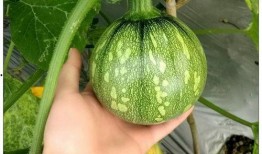 小信吃瓜,揭秘娱乐圈那些不为人知的幕后故事