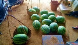 在瓜田里开瓜吃瓜,开瓜吃瓜的田园时光