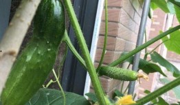 吃瓜发芽了,揭秘瓜类食品的神奇生长之旅