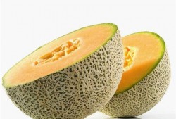 河狸吃哈密瓜,自然界的和谐共生