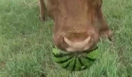 会吃瓜的牛,揭秘动物界的“美食家”