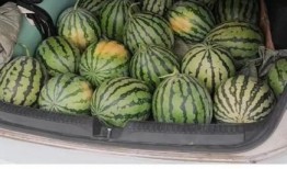 在上海吃瓜群众,吃瓜群众的日常百态